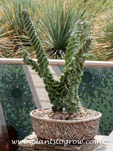 Twisted Cactus (Cereus forbesii Spiralis)